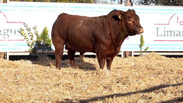 CORRAL 01 – MF. 1