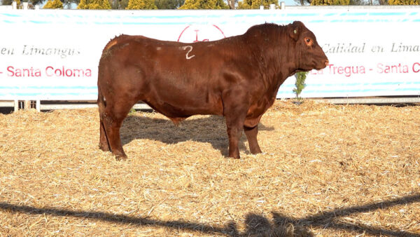 CORRAL 45 – MF. 2
