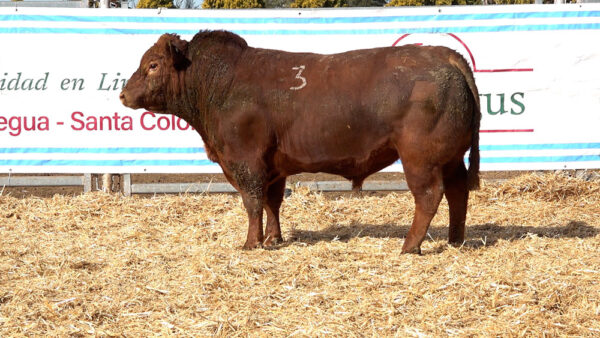 CORRAL 20 – MF. 3