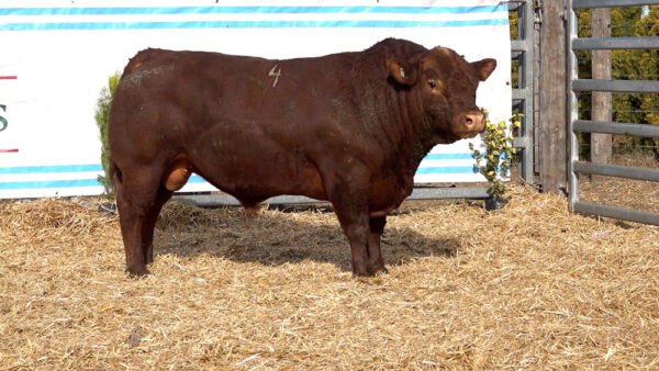 CORRAL 24 – MF. 4