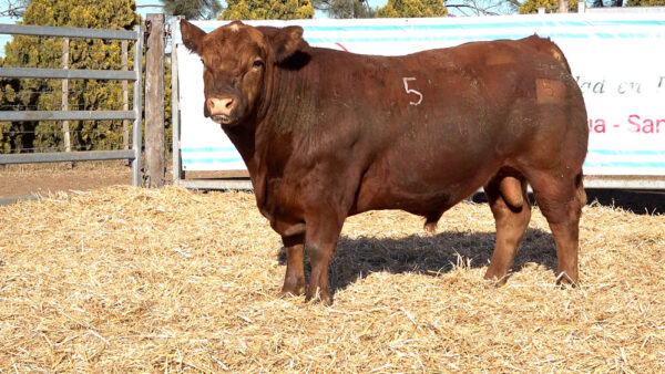 CORRAL 05 – MF. 5