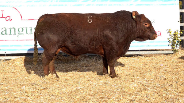 CORRAL 32 – MF. 6