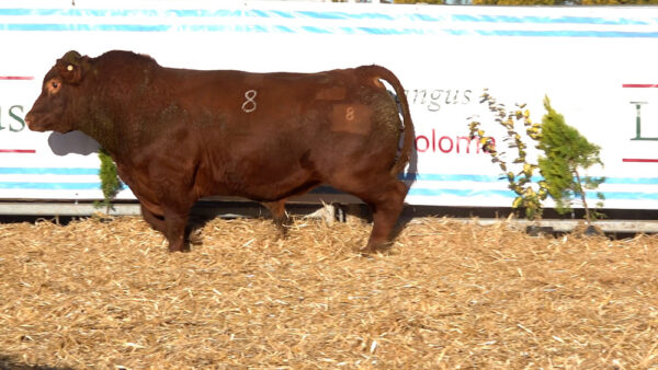 CORRAL 41 – MF. 8