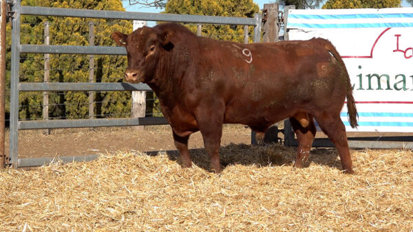 CORRAL 12 – MF. 9