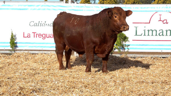 CORRAL 35 – MF. 10