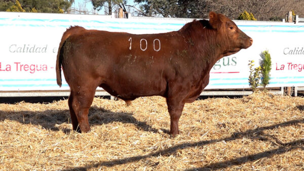 CORRAL 02 – MF. 100
