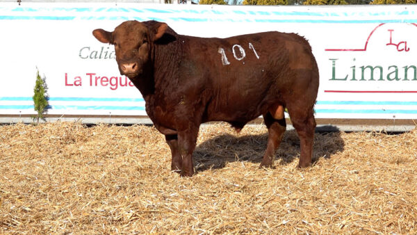 CORRAL 37 – MF. 101