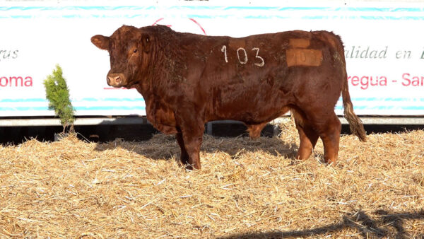 CORRAL 48 – MF. 103