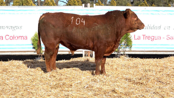 CORRAL 04 – MF. 104