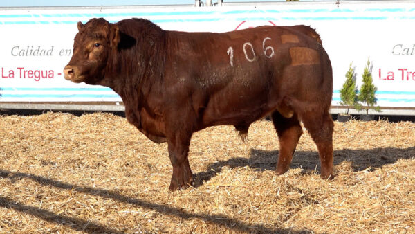 CORRAL 29 – MF. 106