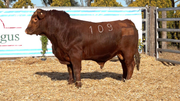 CORRAL 28 – MF. 109