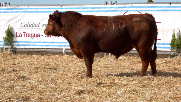 CORRAL 18 – MF. 110