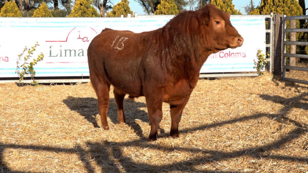 CORRAL 46 – MF. 113