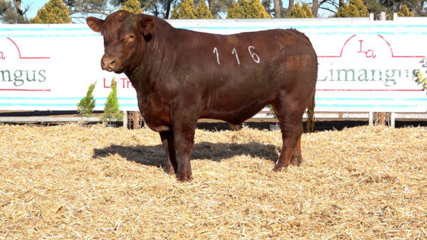 CORRAL 07 – MF. 116