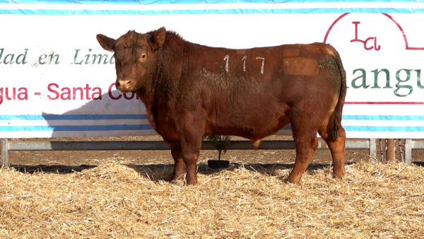 CORRAL 14 – MF. 117