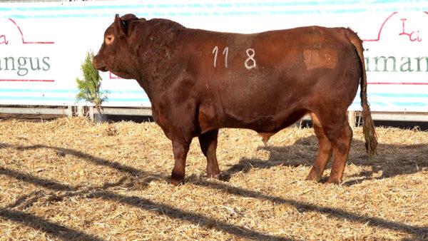 CORRAL 32 – MF. 118