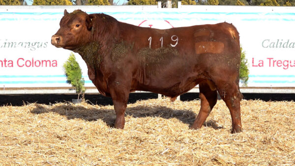 CORRAL 04 – MF. 119