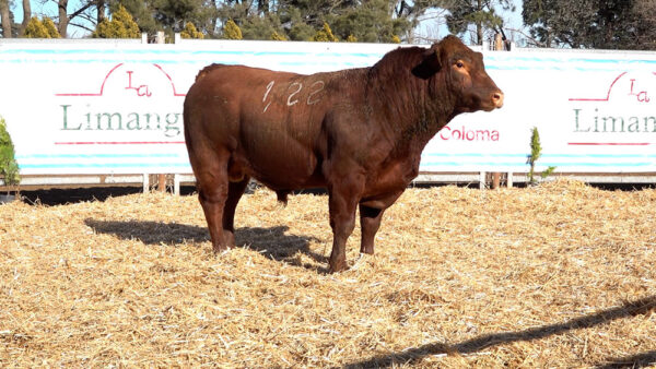 CORRAL 07 – MF. 122