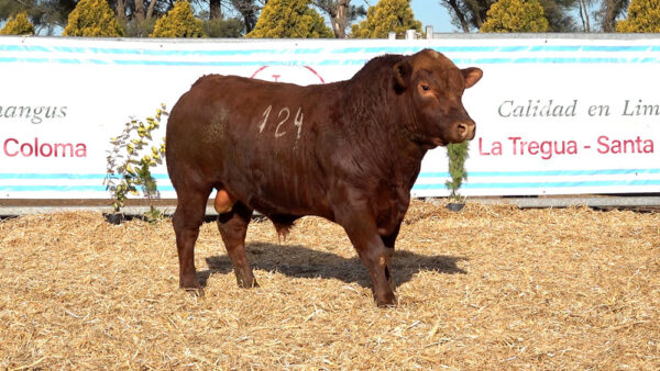 CORRAL 28 – MF. 124