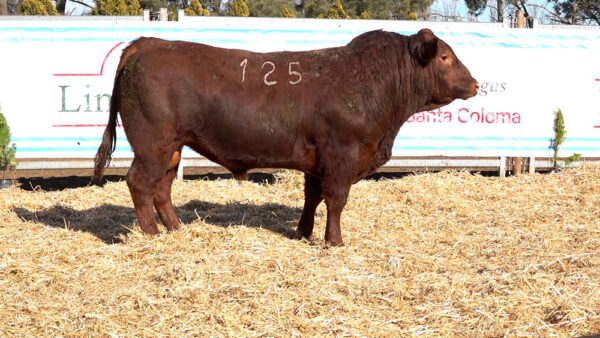CORRAL 09 – MF. 125