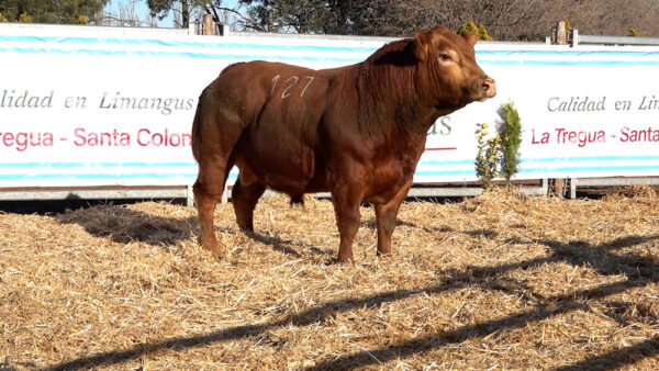 CORRAL 02 – MF. 127