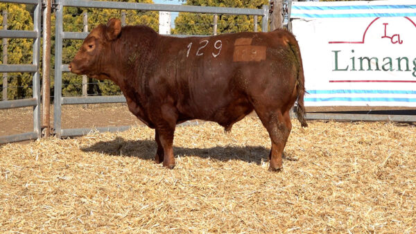 CORRAL 14 – MF. 129