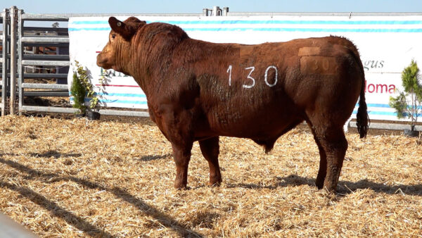 CORRAL 22 – MF. 130