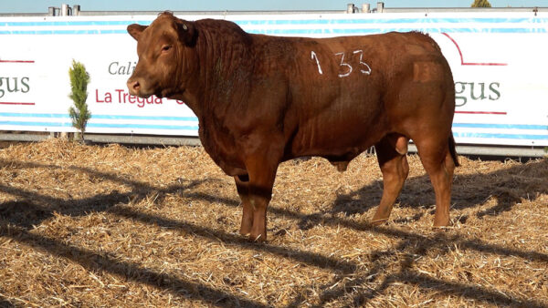 CORRAL 41 – MF. 133