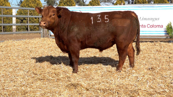 CORRAL 14 – MF. 135