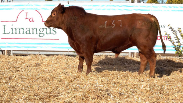 CORRAL 36 – MF. 137