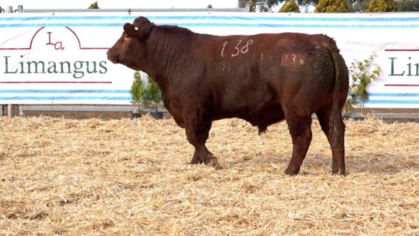 CORRAL 19 – MF. 138