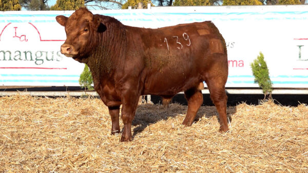 CORRAL 48 – MF. 139