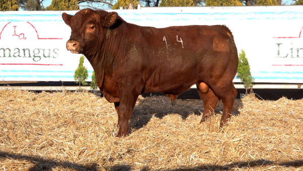 CORRAL 47 – MF. 14