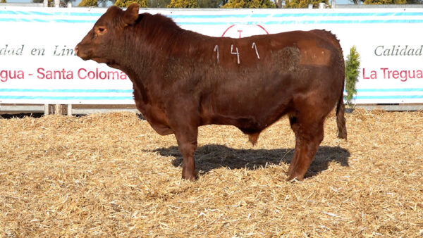 CORRAL 26 – MF. 141