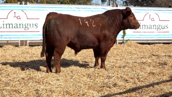 CORRAL 13 – MF. 142