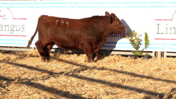 CORRAL 42 – MF. 144