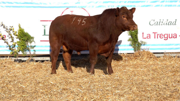 CORRAL 40 – MF. 145