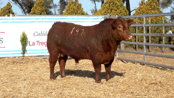 CORRAL 23 – MF. 147