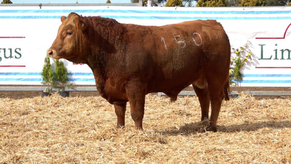 CORRAL 18 – MF. 150