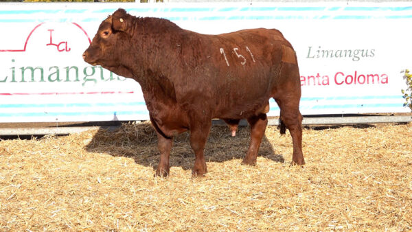 CORRAL 30 – MF. 151