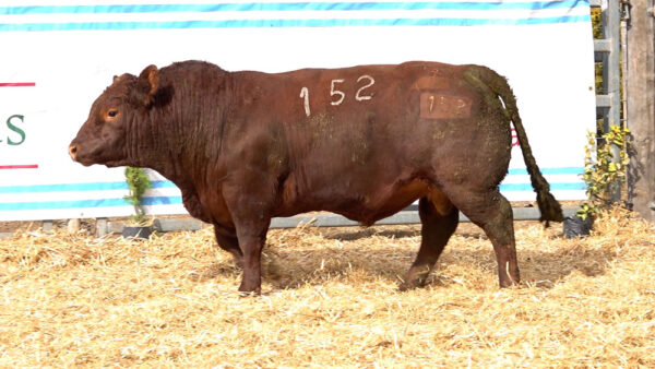 CORRAL 19 – MF. 152