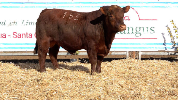 CORRAL 10 – MF. 153