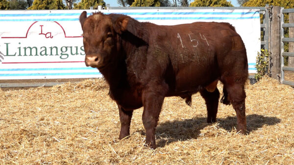 CORRAL 22 – MF. 154