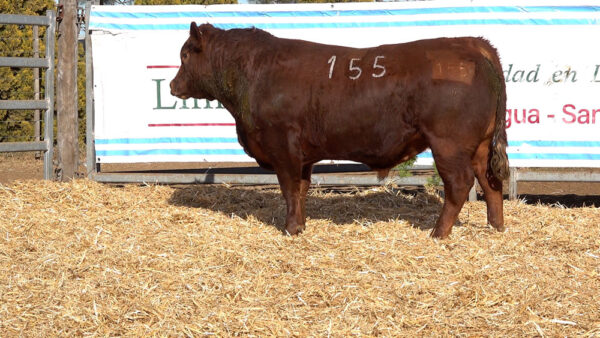 CORRAL 10 – MF. 155