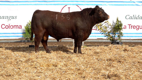 CORRAL 15 – MF. 156