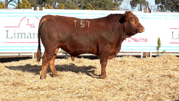 CORRAL 08 – MF. 157