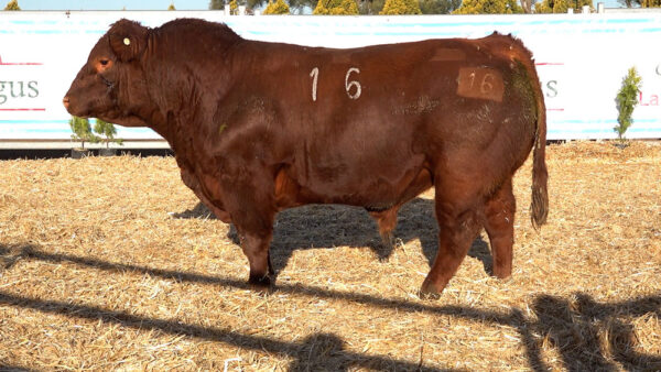 CORRAL 45 – MF. 16