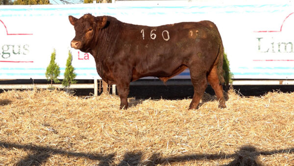 CORRAL 43 – MF. 160