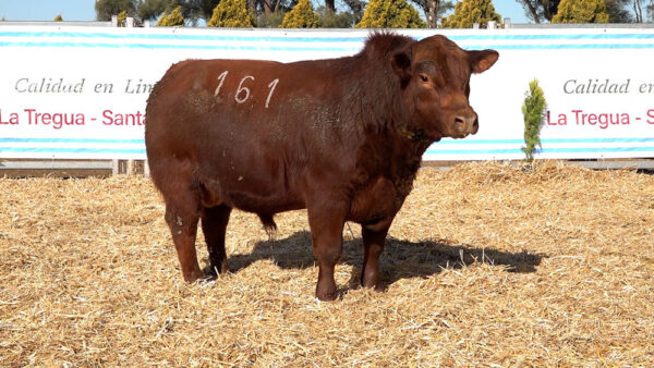 CORRAL 23 – MF. 161