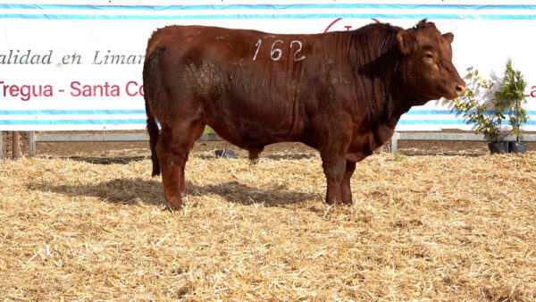 CORRAL 17 – MF. 162